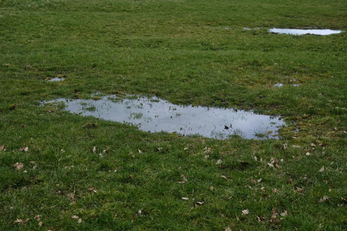 Standing water on a lawn over a drain field